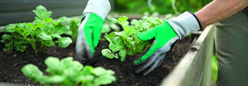 Person pflanzt Kartoffelsetzlinge ein.